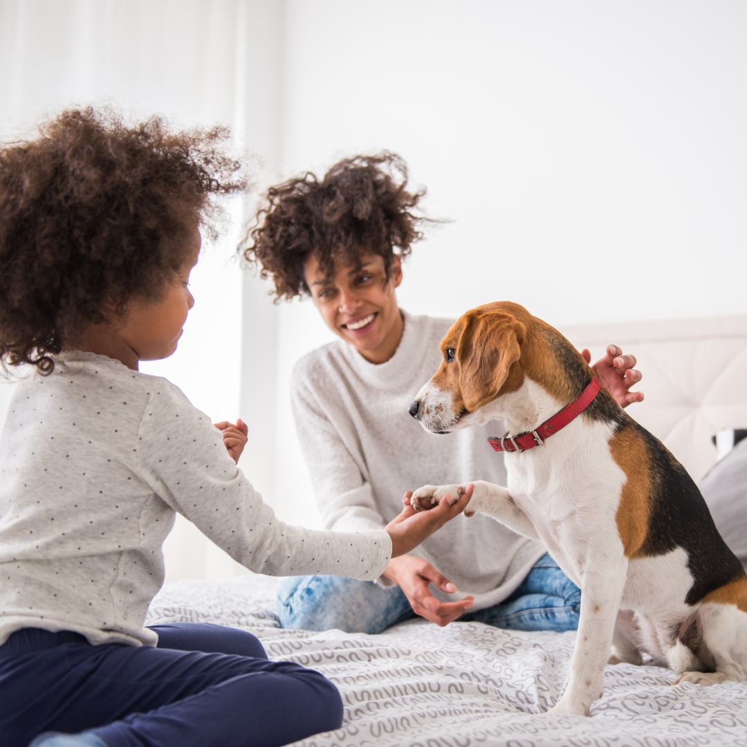 How To Use Essential Oils with Pets Safely