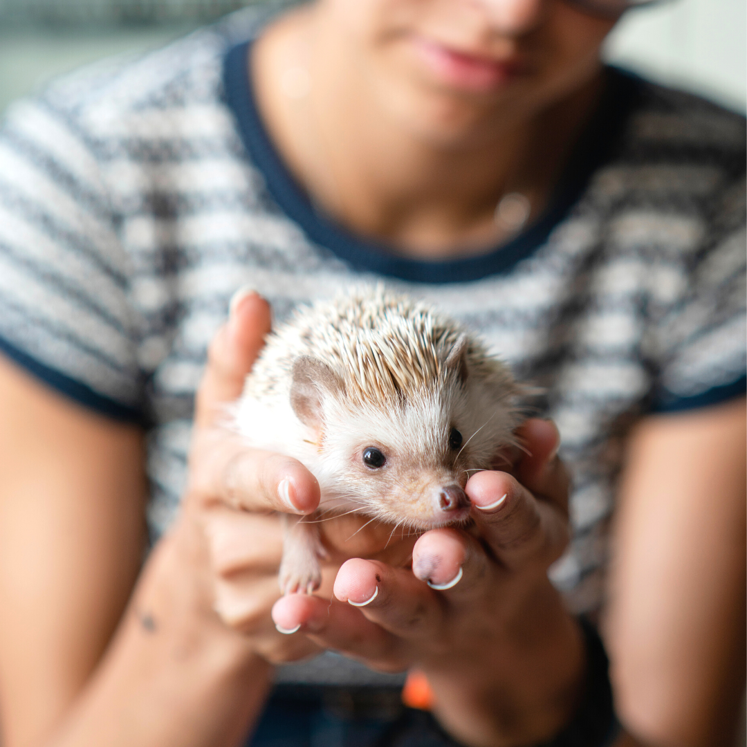 5 Unique Pets to Make You Smile & Bring You Joy
