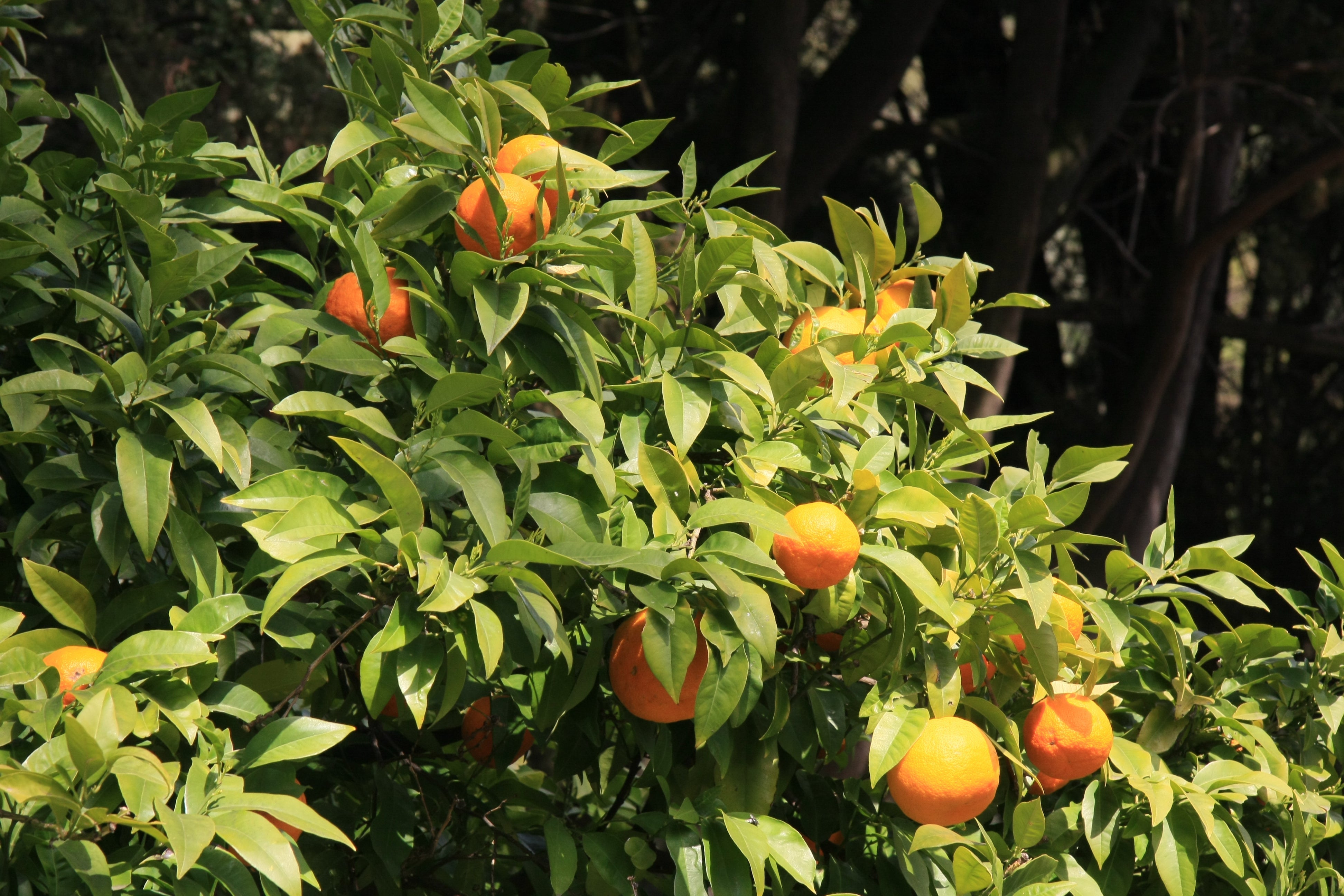 What Is Lemongrass + Tangerine Aromatherapy? A Guide to This Bright, Energizing Scent Blend
