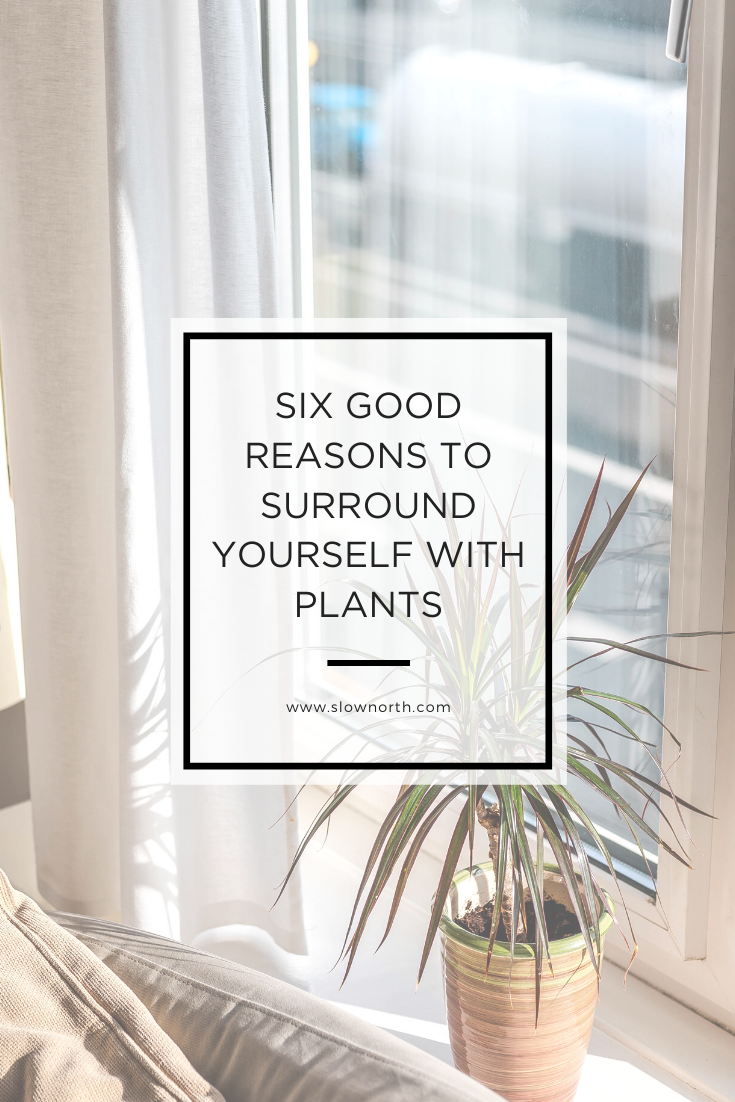 Six Good Reasons to Surround Yourself with Plants
