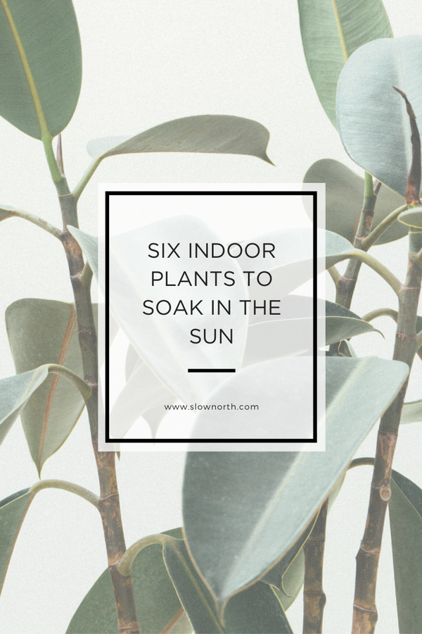 Six Indoor Plants to Soak in the Sun