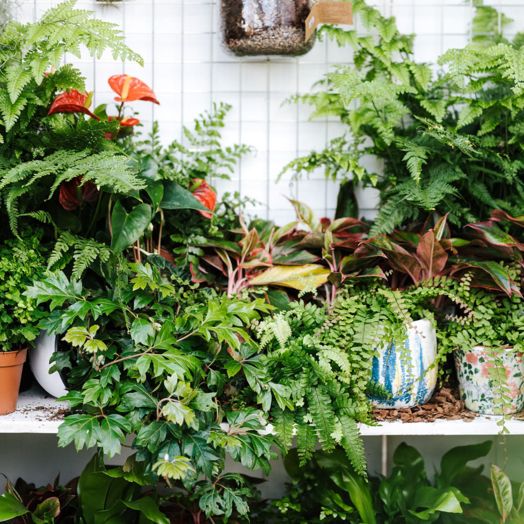 8 DIY Fertilizer Hacks for Houseplants and Gardens