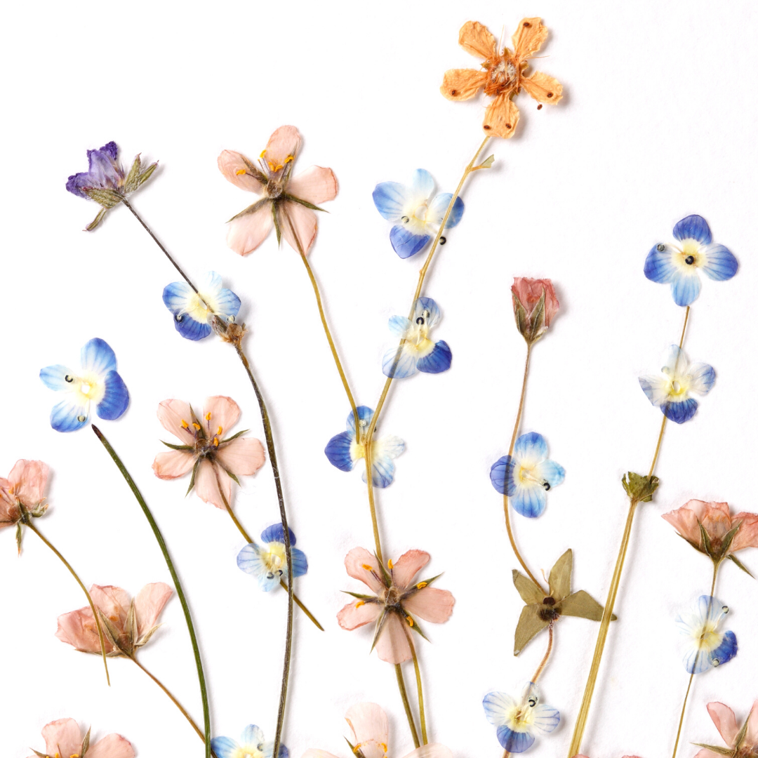 Flower Pressing 101