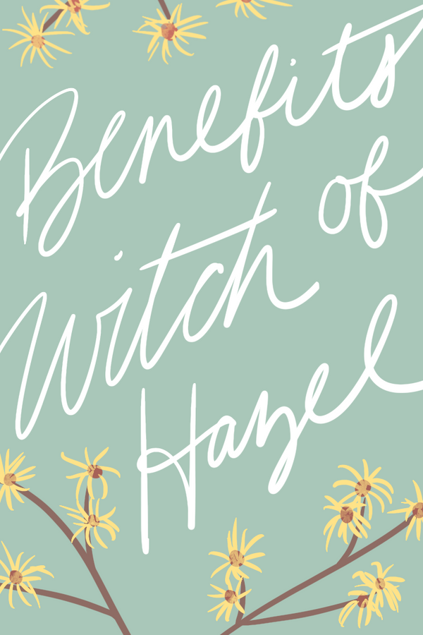 5 Benefits of Witch Hazel