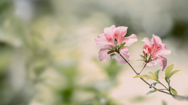 The Significance of the Spring Equinox